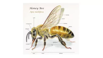Bombus terrestris  Leioprochotus species, native bee, New Zealand       Classification  18 specie
