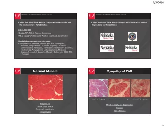Normal Muscle  Myopathy of PAD  Mild PAD Myopathy  Severe PAD myopathy  Polygonal cells  Myofiber