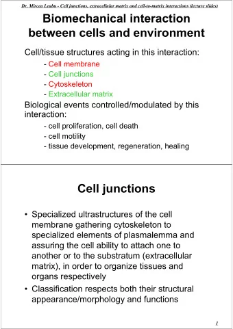 Biomechanical interaction  between cells and environment  Cell/tissue structures acting in this