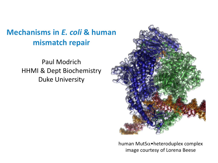 mechanisms in e coli human mismatch repair