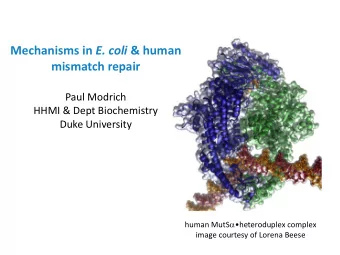 Mechanisms in E. coli &amp; human  mismatch repair  Paul Modrich  HHMI &amp; Dept Biochemistry