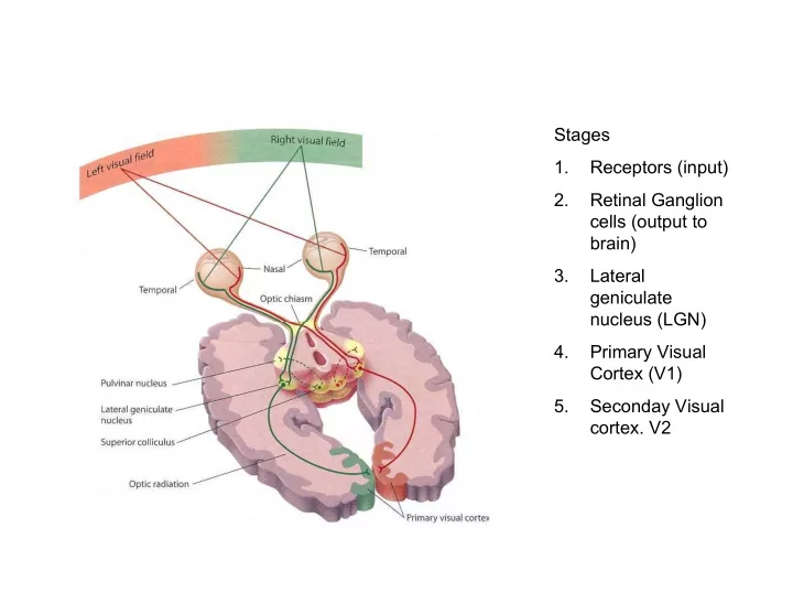 stages 1 receptors input 2 retinal ganglion cells output