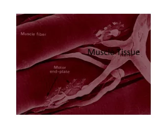 Muscle Tissue Muscle Tissue  Gen. Info.  Muscle tissue makes up nearly half the bodys