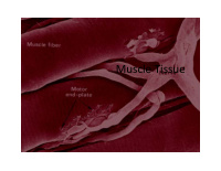 muscle tissue muscle tissue gen info