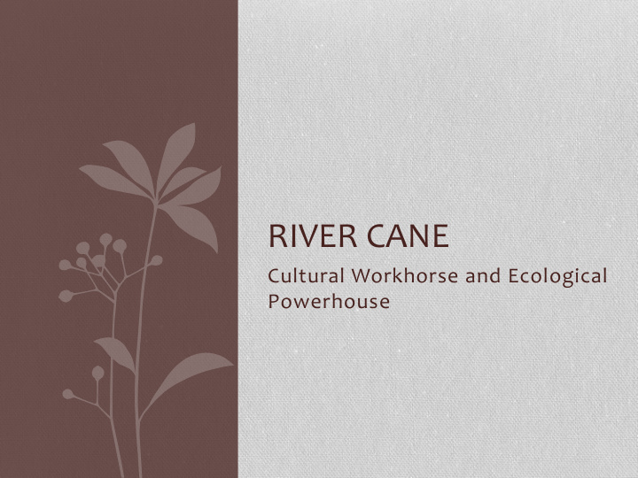 river cane