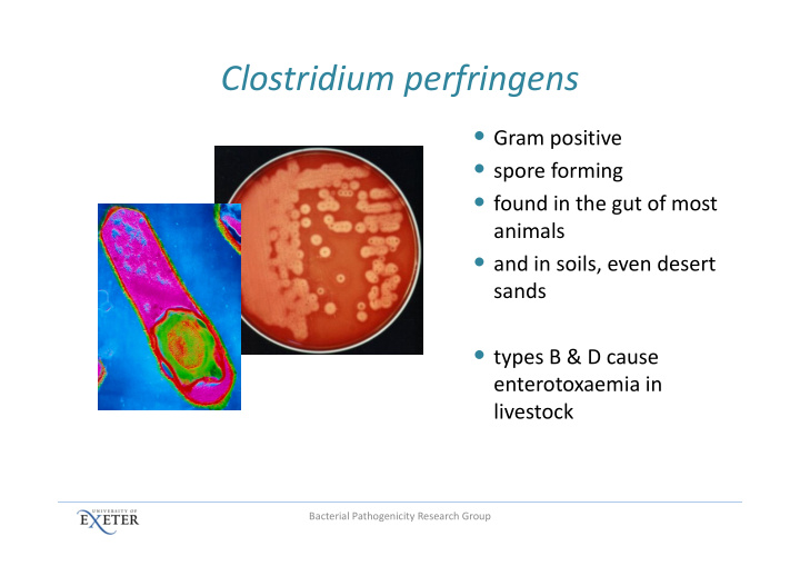 clostridium perfringens