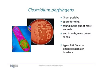 Clostridium perfringens  Gram positive  spore forming  found in the gut of most  animals