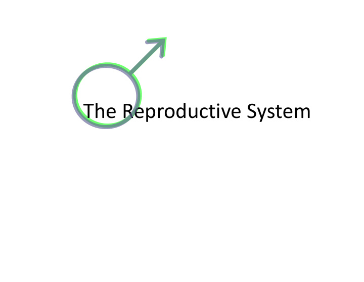 the reproductive system the male reproductive system