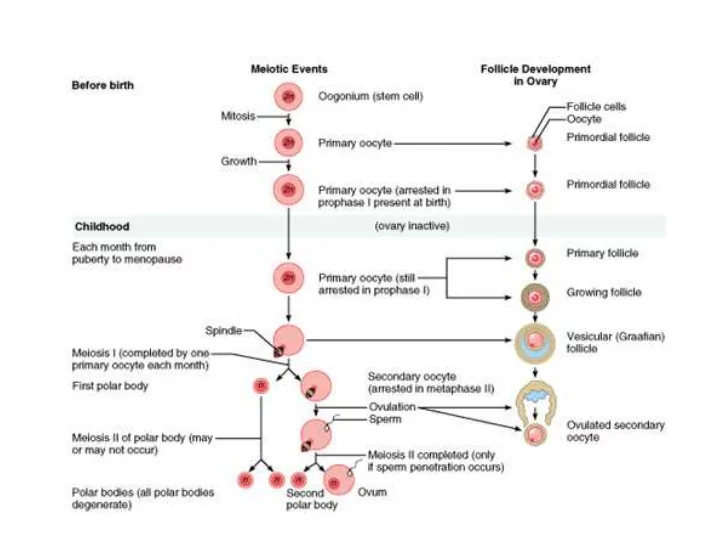 hormones of the female reproductive cycle anterior