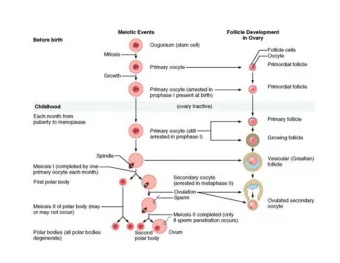 Hormones  of the female reproductive cycle:  Anterior pituitary gland:  Follicle stimulating