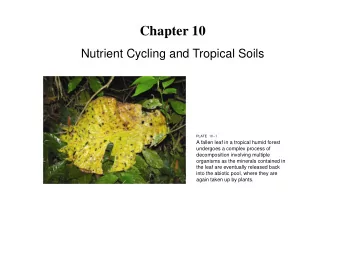 Chapter 10  Nutrient Cycling and Tropical Soils  PLATE 10-1  A fallen leaf in a tropical humid