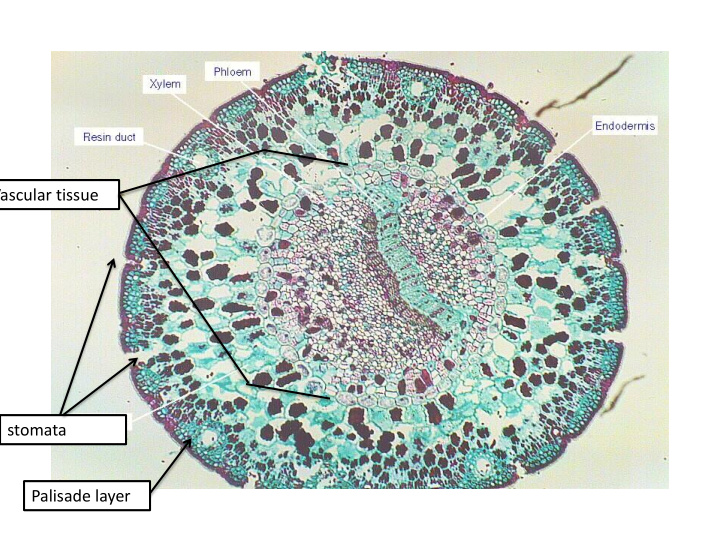 vascular tissue stomata palisade layer