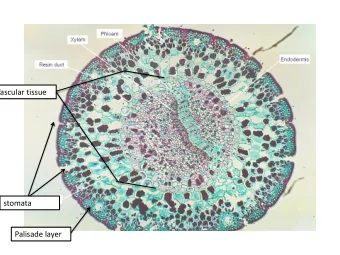 Vascular tissue  stomata  Palisade layer  Vascular tissue  Palisade layer  Vascular tissue  Air