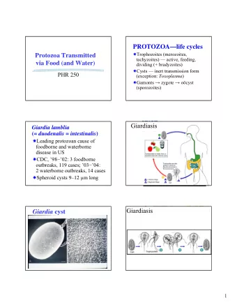 PROTOZOAlife cycles  Trophozoites (merozoites,  Protozoa Transmitted  tachyzoites)