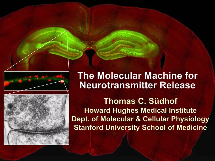 neural circuits underlie brain function