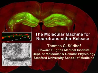 Neural Circuits Underlie Brain Function  interneuron  inter-  neuron  pyramidal  neurons  Neural