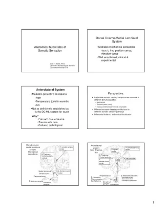 1  Rapidly adapting  Slowly adapting  Nociceptors,  Mechano-  thermoreceptors,  &amp; itch