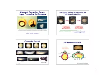 Maternal Control of Germ-  The zygotic genome is activated at the Layer Formation in Xenopus