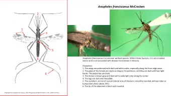 Anopheles franciscanus McCracken  2  1  3  5  5 Anopheles franciscanus is a common wetland species.