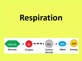 Respiration  What is the purpose of  respiration?  Terms to Know  Reduced  gains electrons