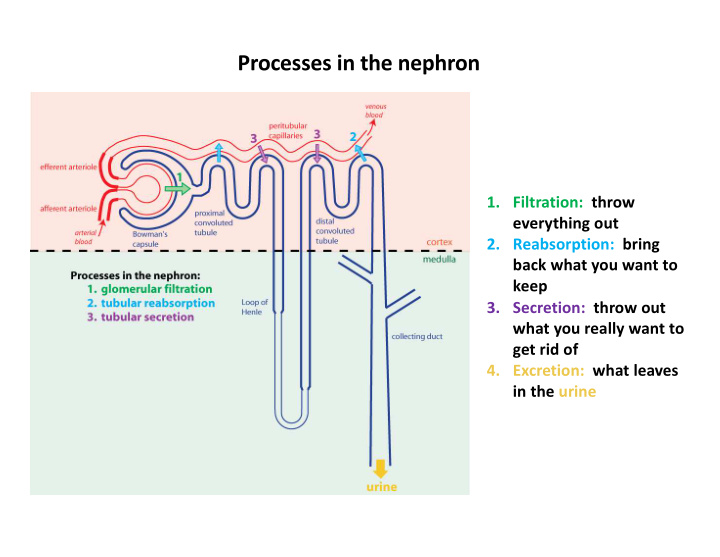 processes in the nephron