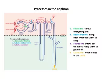Processes in the nephron  1. Filtration: throw  everything out  2. Reabsorption: bring  back what