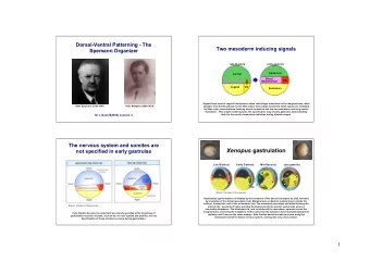Xenopus gastrulation  not specified in early gastrulae  Late Blastula  Early Gastrula  Mid-Gastrula