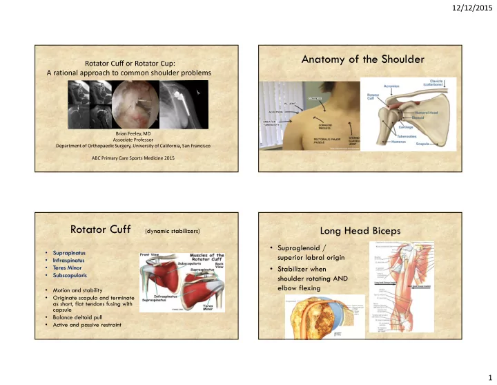 anatomy of the shoulder