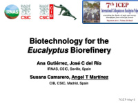 biotechnology for the eucalyptus biorefinery
