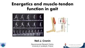 Energetics and muscle-tendon  function in gait Neil J. Cronin  Neuromuscular Research Centre,