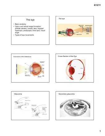 The eye  Basic anatomy  optic nerve  photoreceptors  Optics and retinal image formation: