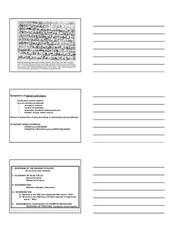 1  Neurons in the PNS  and CNS have many  different forms  presynaptic neurons  Cell biological