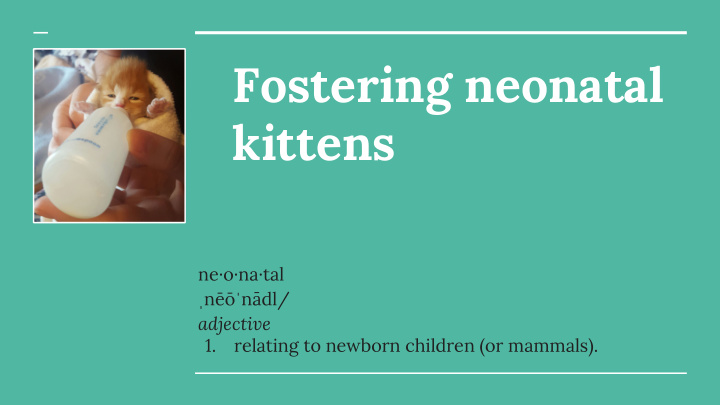fostering neonatal kittens