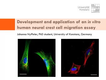 Development and application of an in vitro  human neural crest cell migration assay  Johanna