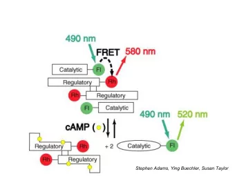 Stephen Adams, Ying Buechler, Susan Taylor  Problems with cAMP sensor   Original cAMP sensor