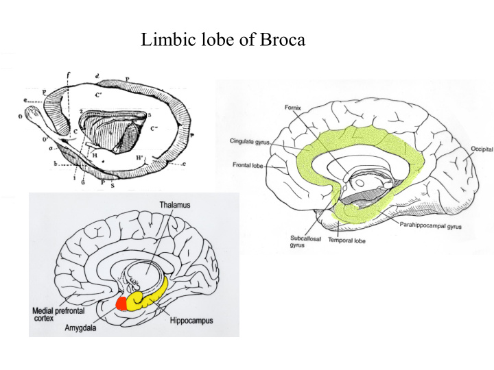 limbic lobe of broca