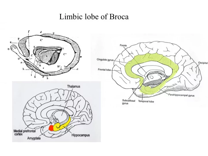 limbic lobe of broca