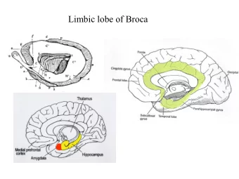 Limbic lobe of Broca  Olfactory inputs  rabbit  Papezs circuit  Cingulate cortex  Septal nuclei