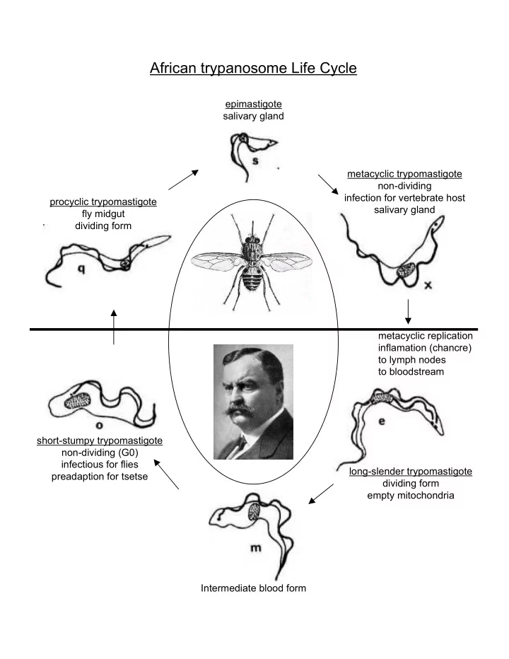 african trypanosome life cycle