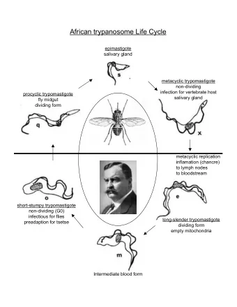 African trypanosome Life Cycle  epimastigote  salivary gland  metacyclic trypomastigote