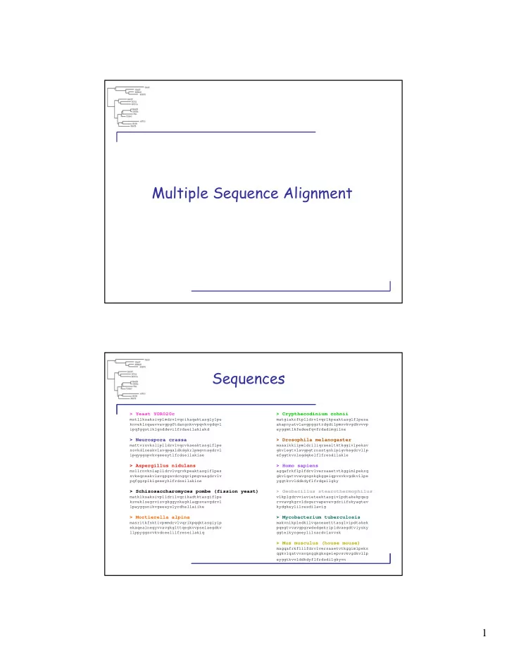 multiple sequence alignment sequences