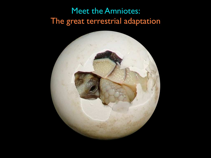 meet the amniotes the great terrestrial adaptation