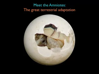 Meet the Amniotes:  The great terrestrial adaptation  Pterosauria  Archaic archosaurs  Dinosauria