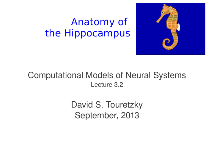 anatomy of the hippocampus