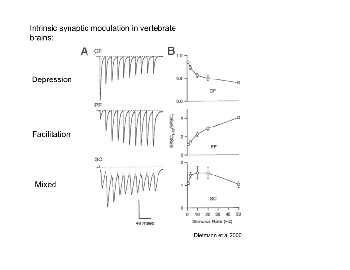 intrinsic synaptic modulation in vertebrate brains