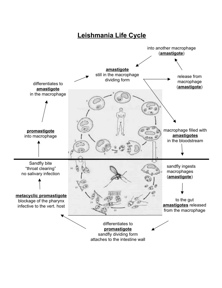leishmania life cycle