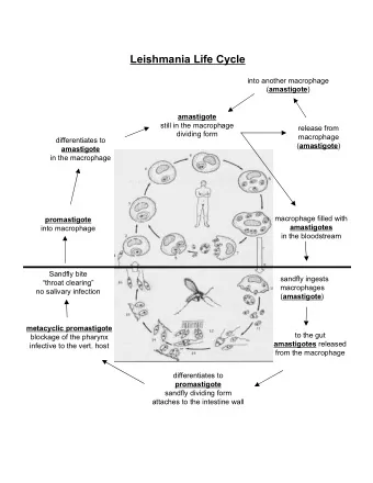 Leishmania Life Cycle  into another macrophage ( amastigote )  amastigote  still in the macrophage