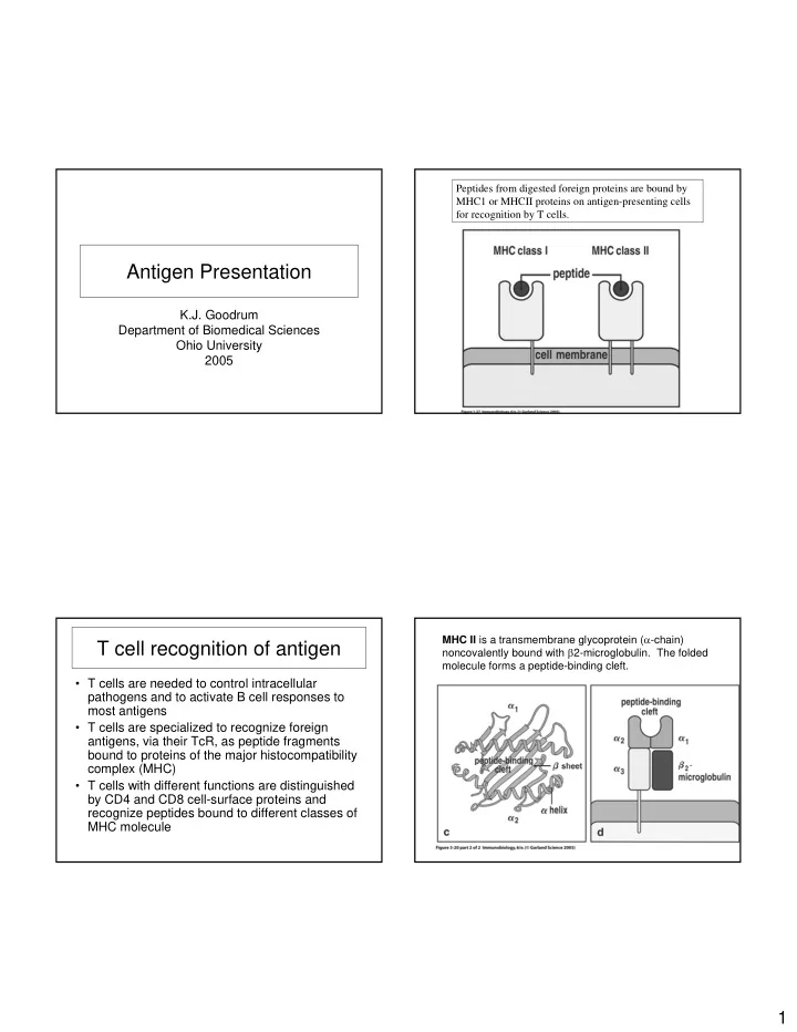antigen presentation