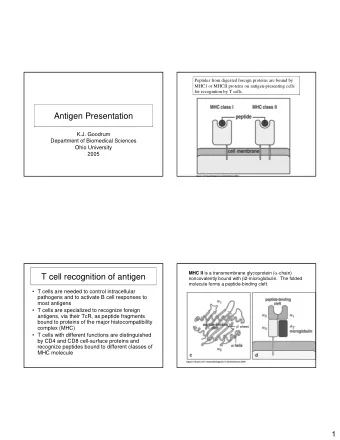 Antigen Presentation  K.J. Goodrum  Department of Biomedical Sciences  Ohio University  2005 MHC II