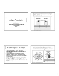 antigen presentation